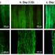 Immunofluorescent images show 3D printed muscle organization from one to three days. Credit: Wake Forest Institute for Regenerative Medicine/Nature Biology